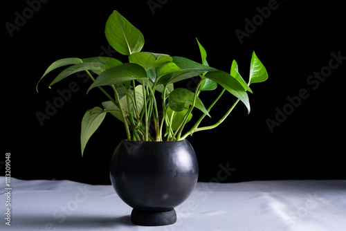 Planta ornamental en maceta de barro negro, diseño de interiores naturales y minimalista.  photo