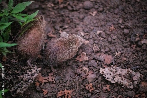 Curious Lesser Hedgehog Tenrec Foraging on the Forest Floor photo