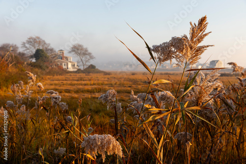 Coast marsh sunrise in fall season golden brown  photo