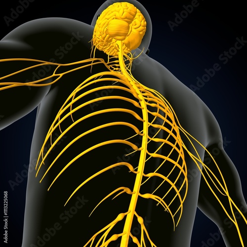 human brain, nerves with circler system anatomy. 3d illustration photo