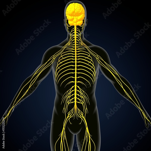 human brain, nerves with circler system anatomy. 3d illustration photo