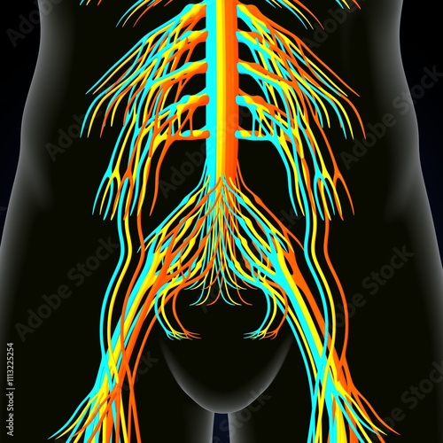 human brain, nerves with circler system anatomy. 3d illustration photo