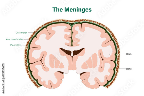 The Meninges vector. Dura mater, Arachnoid mater and Pia matter. Human brain anatomy. Cerebrum and Spinal cord. 