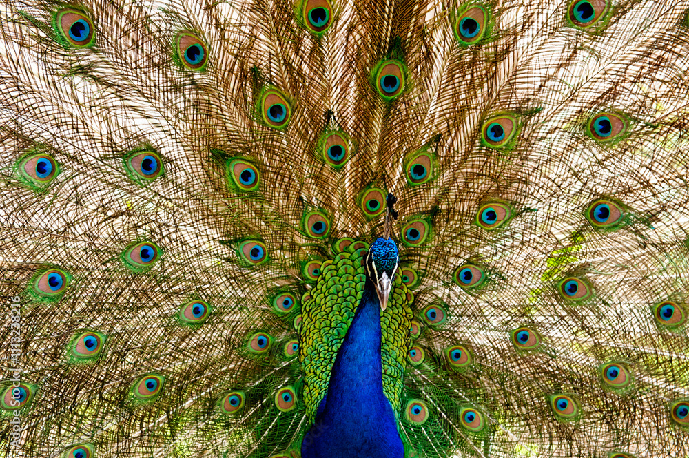 Obraz premium A vibrant peacock with its colorful feathers fully fanned out, showcasing a stunning display of bright green, blue, and eye-like patterns, capturing the beauty and elegance of this magnificent bird.