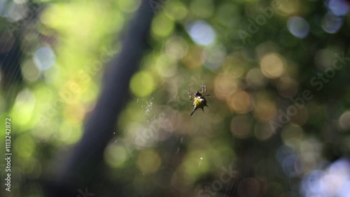 spider on the web with bokeh