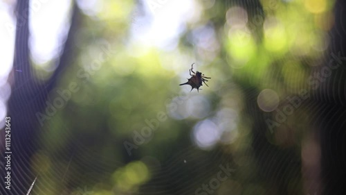 spider on the web with bokeh