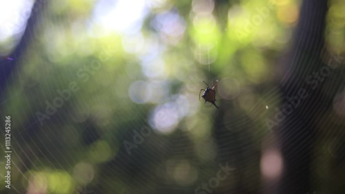 spider on the web with bokeh