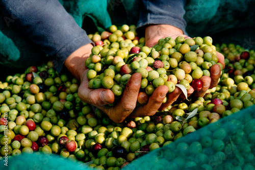 man with a handful of freshly harvested arbequina olives photo