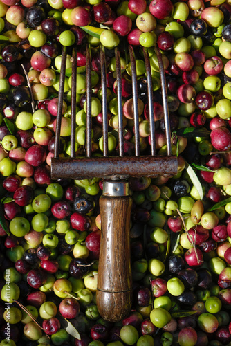 spanish arbequina olives and comb-like tool photo