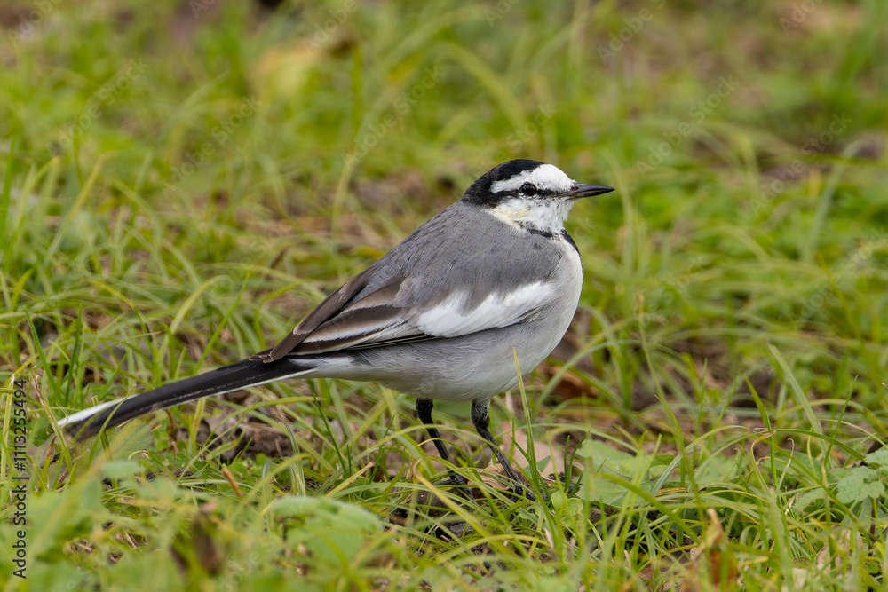 Obraz premium 雑草の中の虫を求めるハクセキレイ