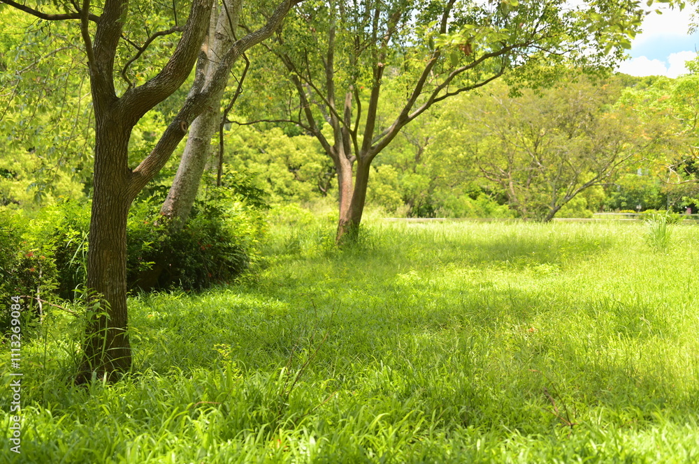 A vibrant summer day in a lush park, with shadows cast by tall trees over the grassy floor. The serene setting offers a cool retreat from the heat. A vibrant summer day in a lush park, with shadows cast by tall trees over the grassy floor. The serene setting offers a cool retreat from the heat.
