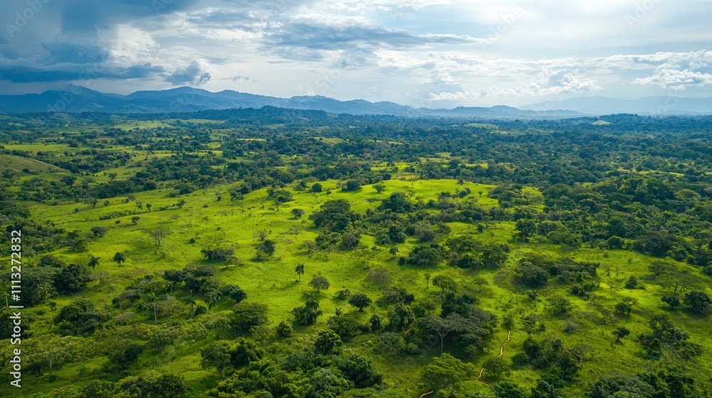 Fototapeta premium Aerial view of a lush green forest with a drone flying overhead, capturing the vast landscape below
