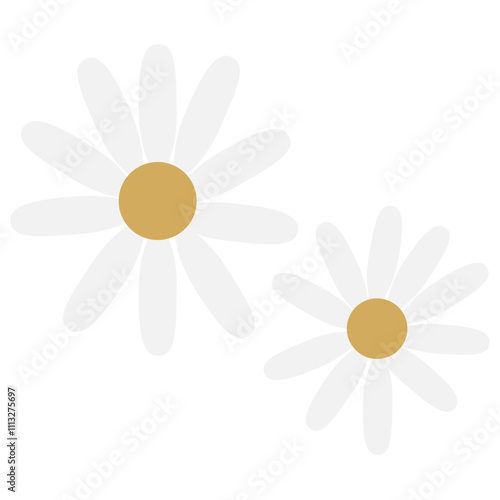 daisy flower