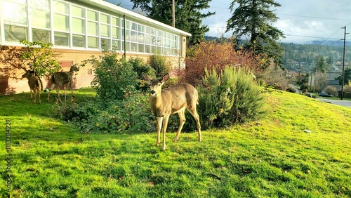 Deer by school and grass