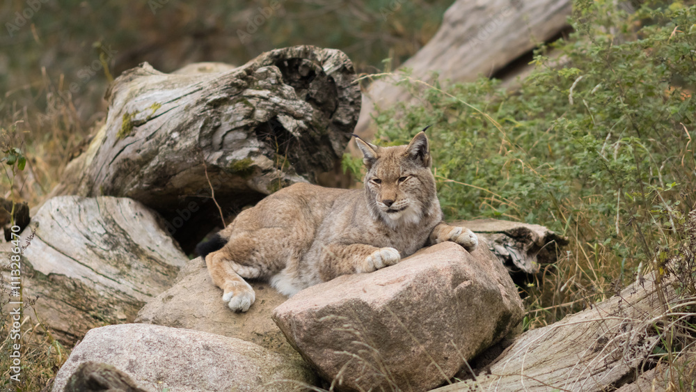 Naklejka premium lynx resting on a rocky area, lynx lynx, wild european cat