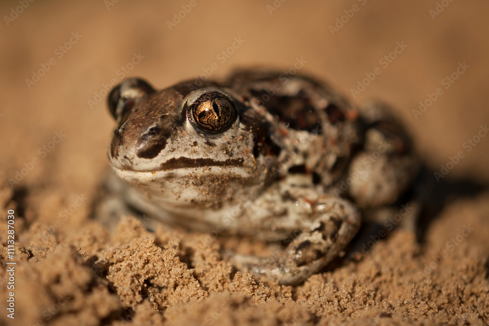 common spadefoot toad, pelobates fuscus, portrait, garlic, toad, spadefoot, sand, tailless, amphibian, eye, characteristic, closeup, frog, toad, amphibian, macro, amphibians, closeup common spadefoot toad, pelobates fuscus, portrait, garlic, toad, spadefoot, sand, tailless, amphibian, eye, characteristic, closeup, frog, toad, amphibian, macro, amphibians, closeup