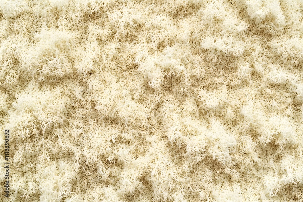 Close-up view of a textured, organic material resembling lichen or moss. Close-up view of a textured, organic material resembling lichen or moss.