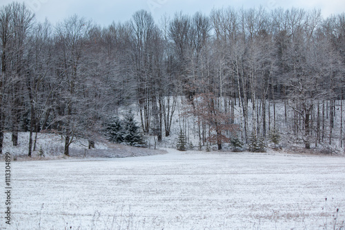 Wallpaper Mural snow covered trees at edge of a field Torontodigital.ca