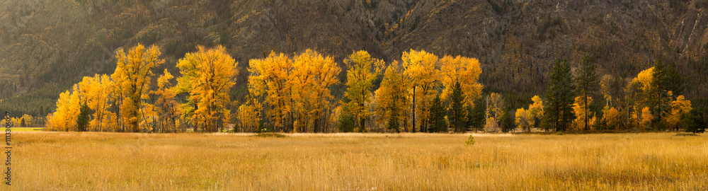 Fototapeta premium Wide landscape photo showing autumn fall tree and grassland foliage.