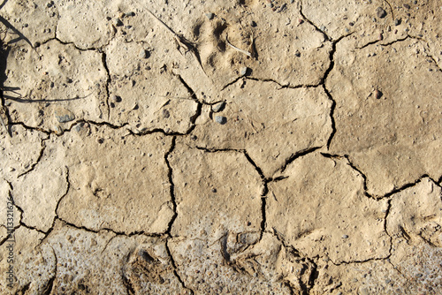 Close-up of dry cracked soil with some animal footprints