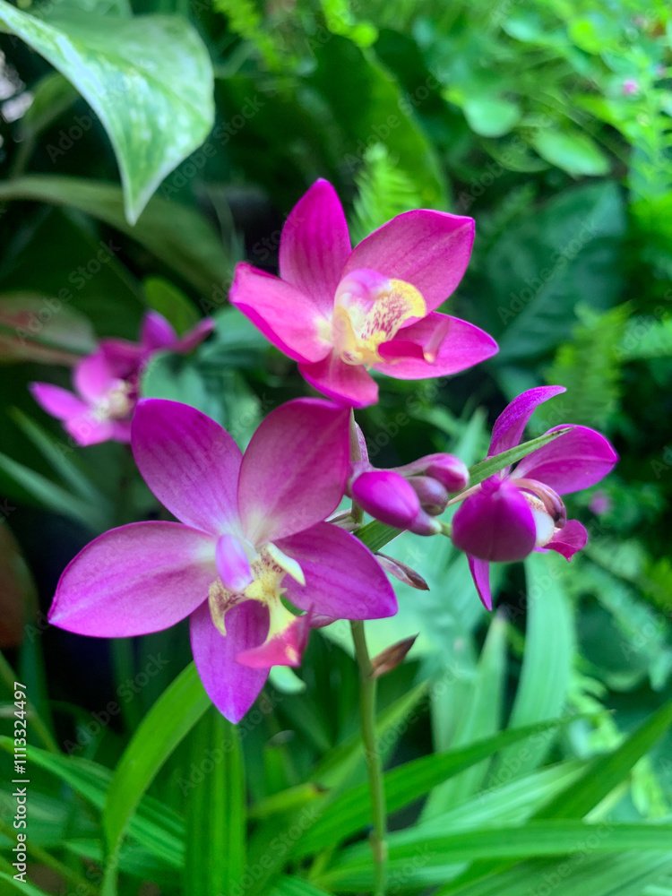 Purple-Pink Orchid with green leaves In the home garden Purple-Pink Orchid with green leaves In the home garden