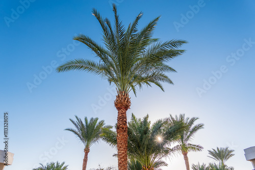 Wallpaper Mural Palm tree with green leaves on blue background Torontodigital.ca