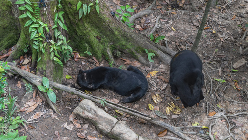 Two biruangs helarctos malayanus are feeding. Endemic animals eat fruits sitting at the roots of trees on the ground. Top view. Malaysia. Borneo. Sandakan. Bornean Sun Bear Conservation Centre photo