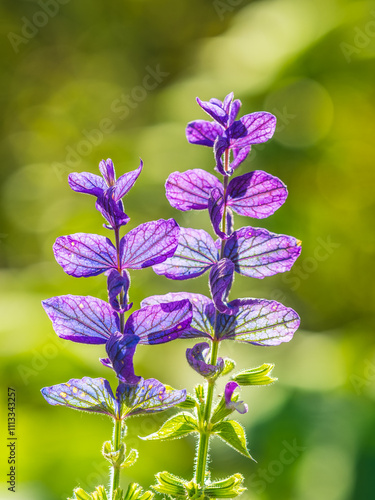 Wallpaper Mural Blue Salvia farinacea flowers, or Mealy Cup Sage on green background, close-up. Torontodigital.ca
