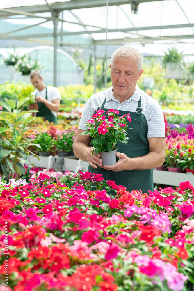 Elderly florist in apron holding pot with Vinca in flower shop Elderly florist in apron holding pot with Vinca in flower shop