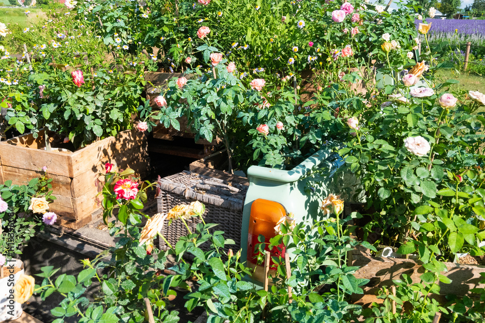 Obraz premium Retro car with Rose flowers inside and blue sky,decorative car with flowers, with bright sun summer landscape background,holiday sunny day,space for text.