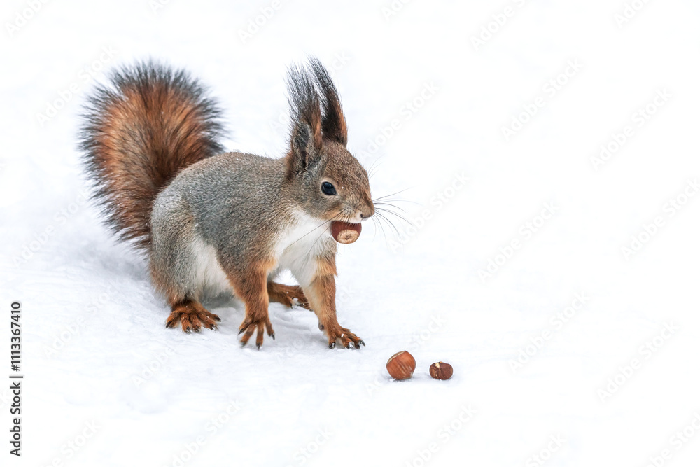 red squirrel sitting on snow with nut. closeup view. red squirrel sitting on snow with nut. closeup view.