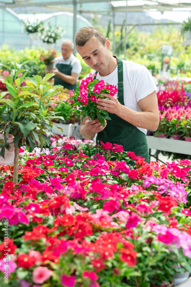 New man trainee employee in garden store gets acquainted with assortment, examines potted common periwinkle plant. Store employee forms showcase, rearranges pots with ornamental plants. New man trainee employee in garden store gets acquainted with assortment, examines potted common periwinkle plant. Store employee forms showcase, rearranges pots with ornamental plants.