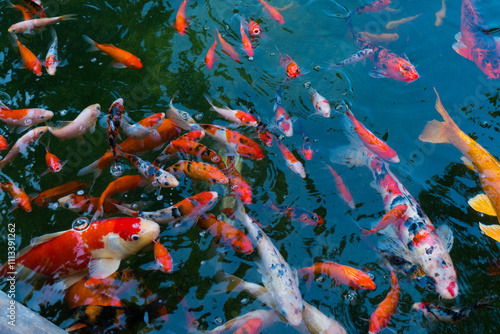 koi fish or Fancy Carp swimming at river.. photo