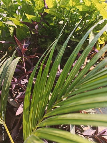 Lush Greenery Displayed in a Vibrant Indoor Plant Arrangement for Natural Decoration and Tranquility