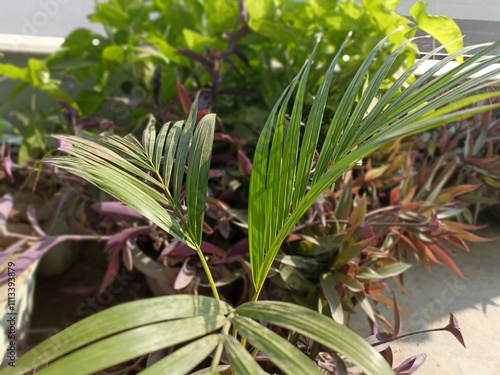 Green Leaves of Ornamental Plants Providing a Fresh Look in a Sunlit Garden Space