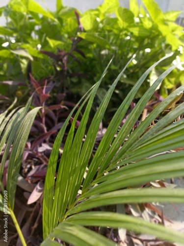 Lush Green Plants Thriving in a Garden During Bright Daylight