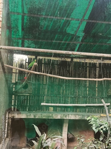 Colorful Parrot Perched in a Tropical Aviary Amidst Lush Greenery and Shaded Netting