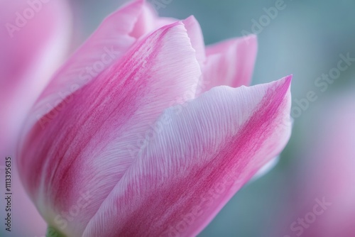 Close-up of a delicate pink tulip blossom.