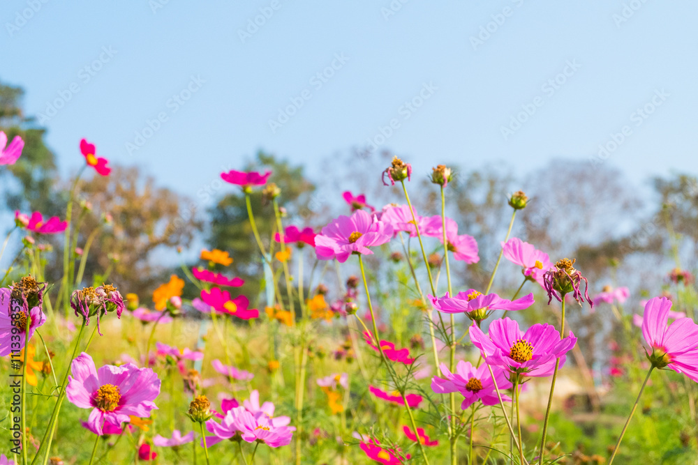 Cosmos flowers are blooming in garden with bright sky. Cosmos flowers are blooming in garden with bright sky.