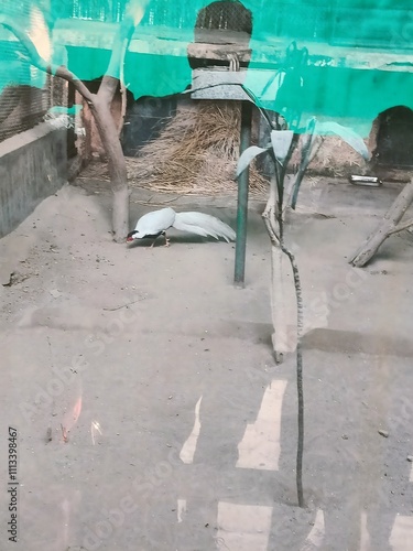 White Bird Foraging in a Sandy Enclosure With Plants and Branches