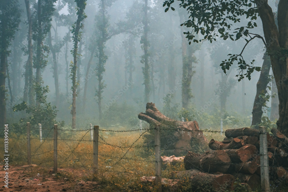 Foggy Forest Clearing with Fallen Logs Foggy Forest Clearing with Fallen Logs