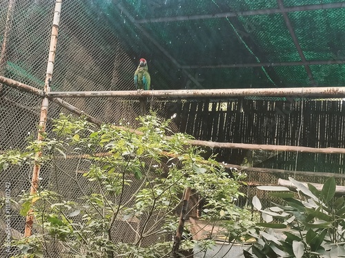 Colorful Bird Perched Amidst Greenery and Wooden Structure in an Outdoor Enclosure During Daylight Hours