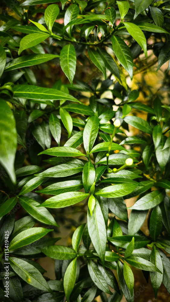 8K green leaves background, leaves with green, wallpaper photo 8K green leaves background, leaves with green, wallpaper photo
