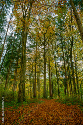 Bäume im Herbst