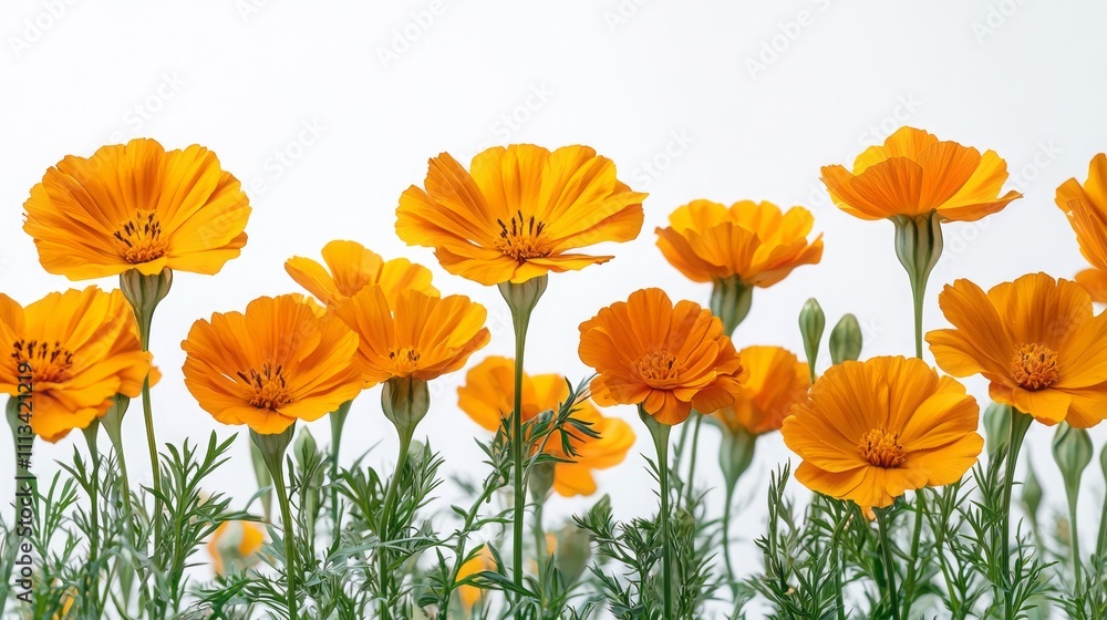 Fototapeta premium Marigolds isolated on white background 