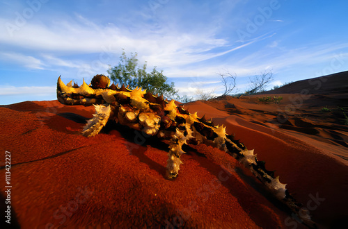 Close up of Thorny Devil Dragon in Desert photo