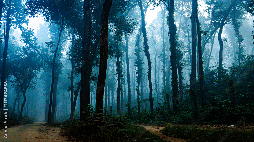 Obraz premium Mystical Path Through the Foggy Forest