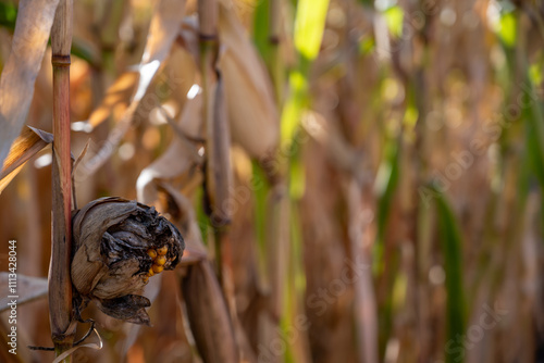 Selective focus on corn smut growing on an ear of maize in the fall photo