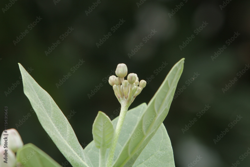 Obraz premium lily of the valley in spring