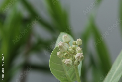 close up of a grass